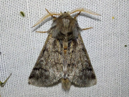 Thaumetopoea processionea (Linnaeus, 1758)-In natura