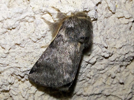 Thaumetopoea processionea (Linnaeus, 1758)-In natura