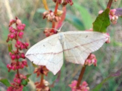 Timandra comae Schmidt, 1931-In natura