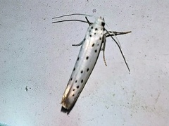 Yponomeuta padella (Linnaeus, 1758)-In natura