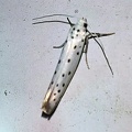 Yponomeuta padella (Linnaeus, 1758)-In natura