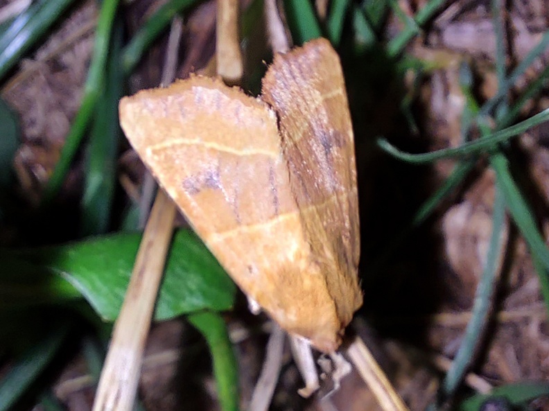 Atethmia centrago (Haworth, 1809)-In natura