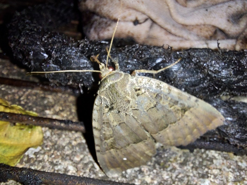 Mormo maura (Linnaeus, 1758)-In natura