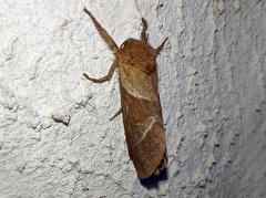 Triodia sylvina (Linnaeus, 1760)