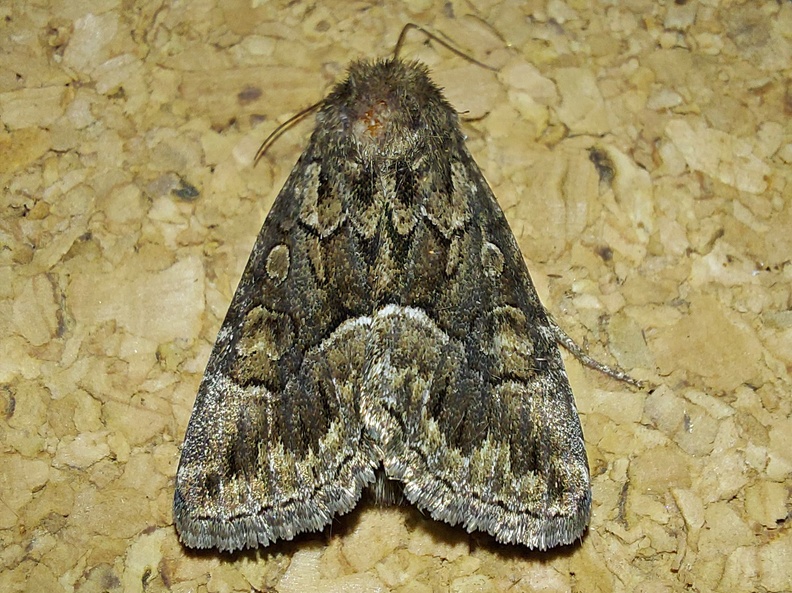 Thalpophila matura (Hufnagel, 1766)-In natura