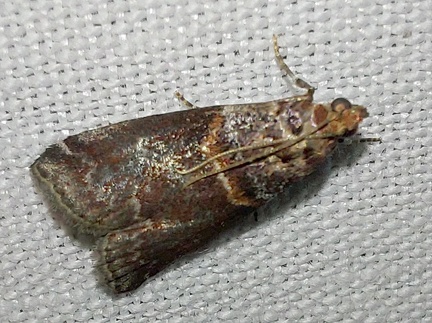 Acrobasis advenella (Zincken, 1818)-In natura