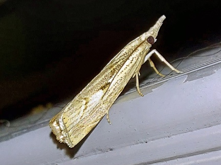 Agriphila geniculea (Haworth, 1811)-In natura