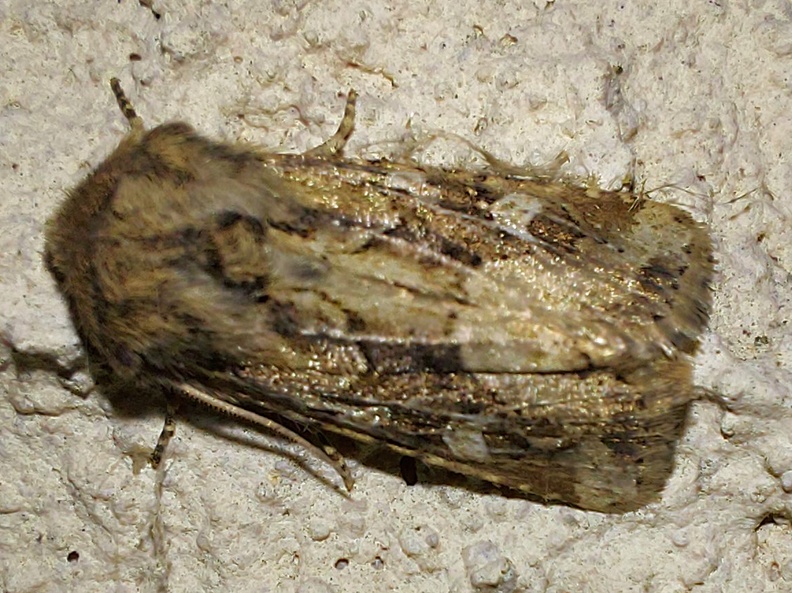 Luperina dumerilii (Duponchel, 1827)