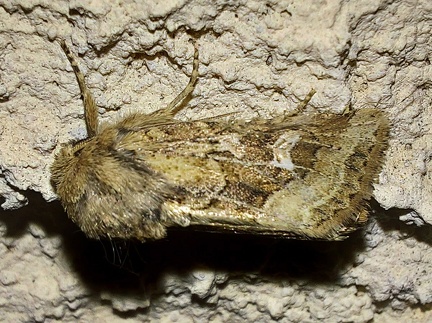 Luperina dumerilii (Duponchel, 1827)