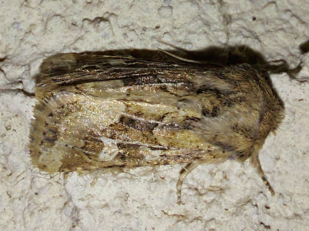 Luperina dumerilii (Duponchel, 1827)