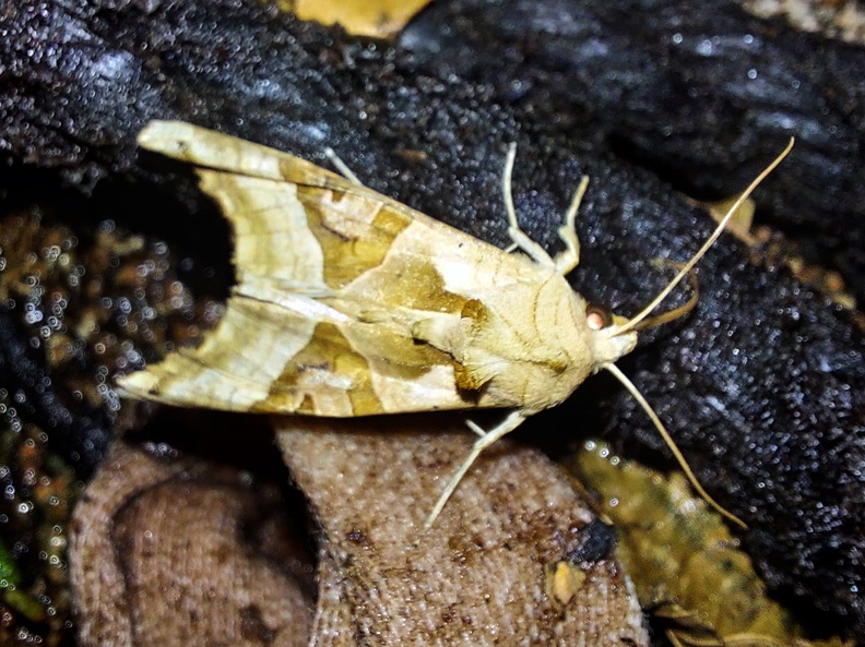 Phlogophora meticulosa (Linnaeus, 1758)-In natura