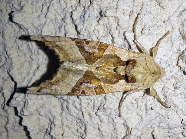 Phlogophora meticulosa (Linnaeus, 1758)-In natura