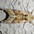 Phlogophora meticulosa (Linnaeus, 1758)-In natura