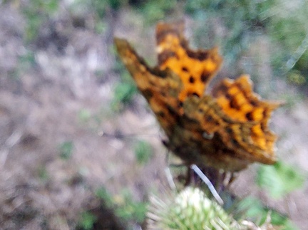 Polygonia c-album (Linnaeus, 1758)-In natura