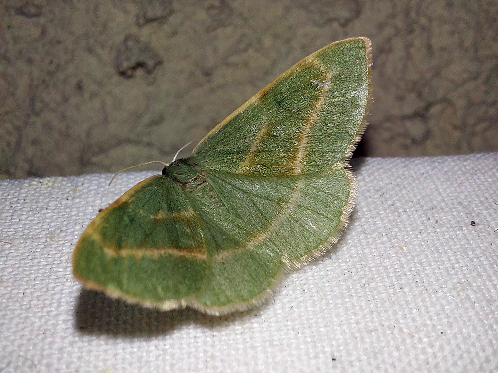 Hylaea fasciaria (Linnaeus, 1758)-In natura