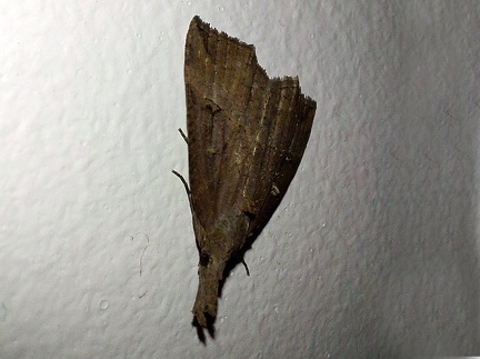 Hypena rostralis (Linnaeus, 1758)-In natura