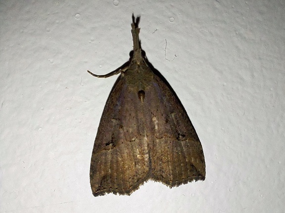 Hypena rostralis (Linnaeus, 1758)-In natura