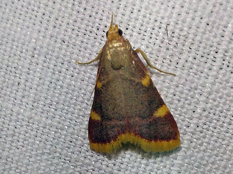 Hypsopygia costalis (Fabricius, 1775)-In natura