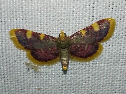 Hypsopygia costalis (Fabricius, 1775)-In natura