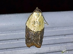 Acleris variegana (Denis & Schiffermüller, 1775)