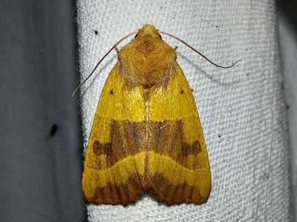 Atethmia centrago (Haworth, 1809)-In natura