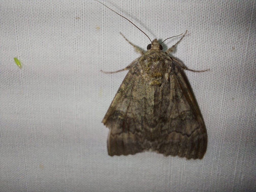 Catocala nupta (Linnaeus, 1767)-In natura