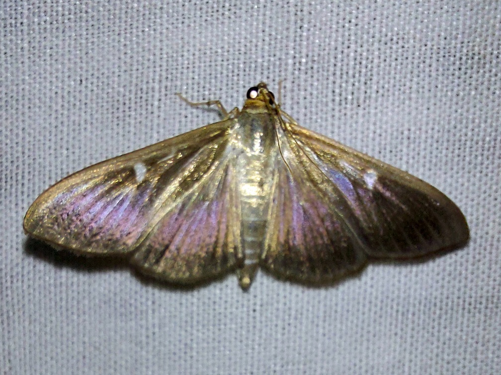 Cydalima perspectalis (Walker, 1859)-In natura