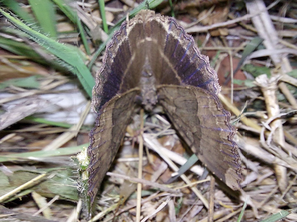 Mormo maura (Linnaeus, 1758)-In natura