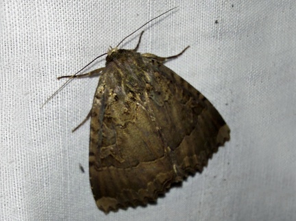 Mormo maura (Linnaeus, 1758)-In natura