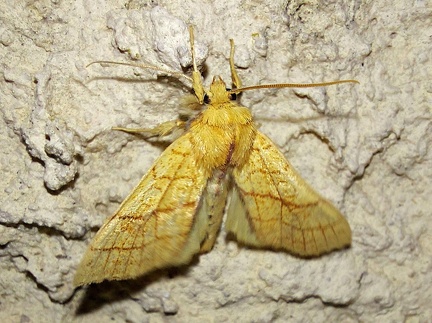 Tiliacea citrago (Linnaeus, 1758)-In natura