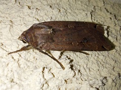 Noctua pronuba (Linnaeus, 1758)-In natura