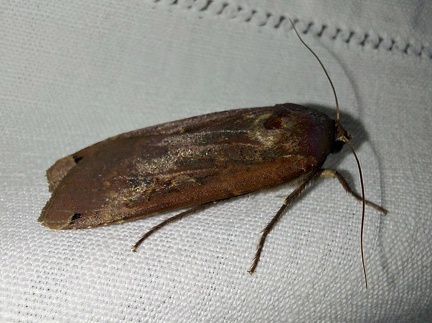 Noctua pronuba (Linnaeus, 1758)-In natura