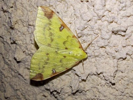 Opisthograptis luteolata (Linnaeus, 1758)-In natura