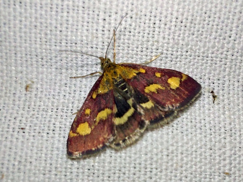 Pyrausta purpuralis (Linnaeus, 1758)-In natura