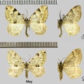 Colostygia pectinataria (Knoch, 1781)