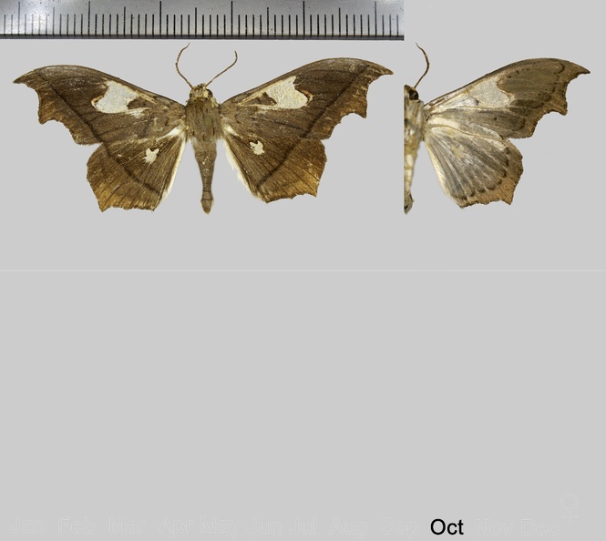 Midila quadrifenestra subfuscifusa (Munroe, 1970).jpg