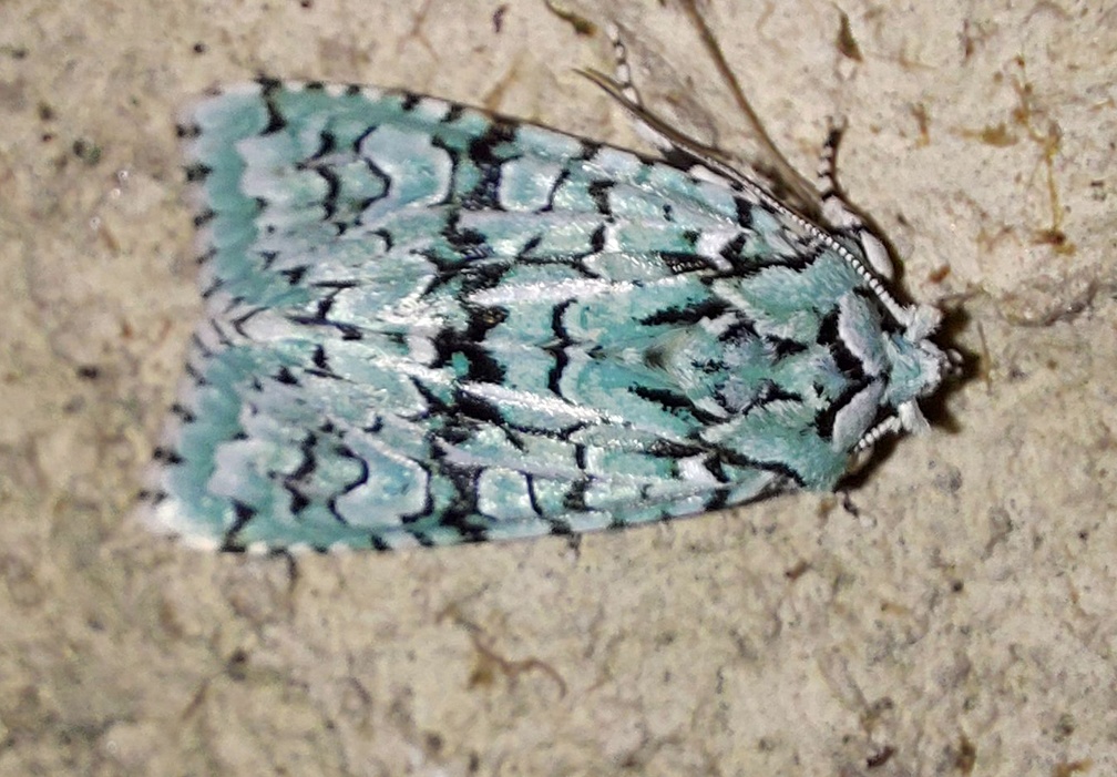 Griposia aprilina (Linnaeus, 1758)-In natura