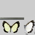 Nymphidium cachrus (Fabricius, 1787)