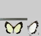 Nymphidium cachrus (Fabricius, 1787)