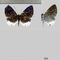 Livendula aristus aristus (Stoll, 1790)