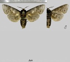 Cossus cossus (Linnaeus, 1758)