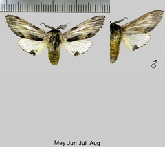 Harpyia milhauseri (Fabricius, 1775)