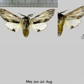 Harpyia milhauseri (Fabricius, 1775)