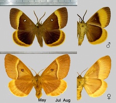 Lasiocampa quercus (Linnaeus, 1758)-1