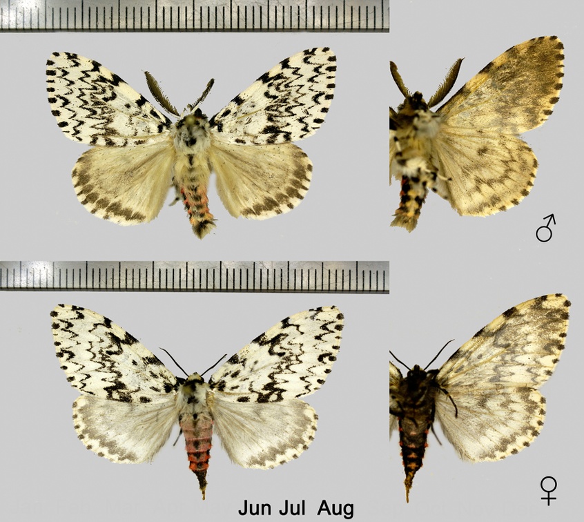 Lymantria monacha (Linnaeus, 1758)