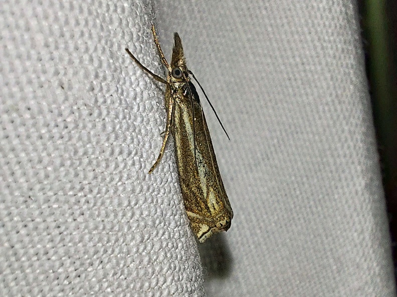 Crambus lathoniellus (Zincken, 1817)-In natura