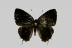 <!--hidden-->Calycopis cerata (Hewitson, 1877)-Crique crevette