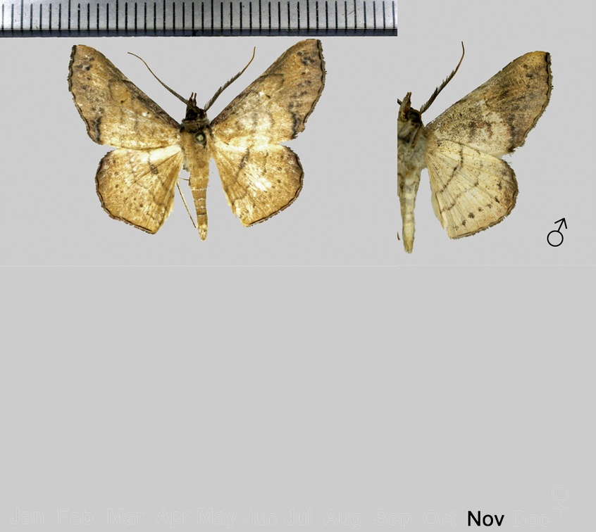 Cryptochrostis suppulchraria Hübner, 1823-Variations