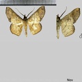 Cryptochrostis suppulchraria Hübner, 1823-Variations