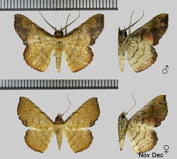 Cryptochrostis suppulchraria Hübner, 1823